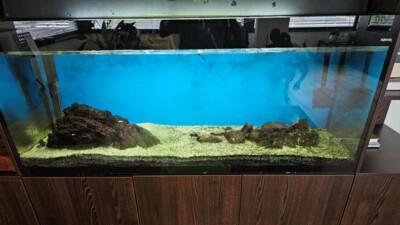 Umazan akvarij pred prenovo